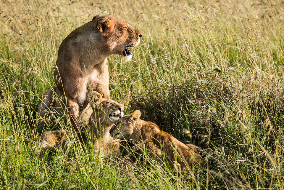 Lion cubs in the Masai Mara, Kenya