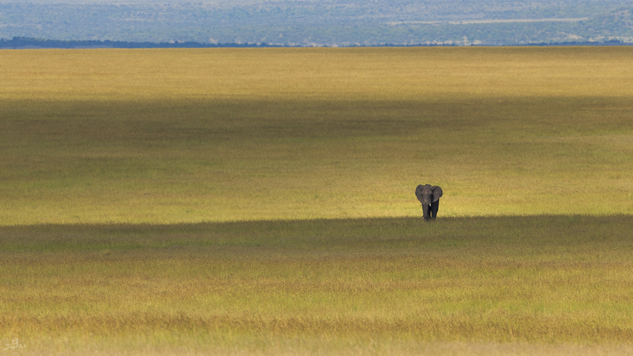 Elephant in the plains