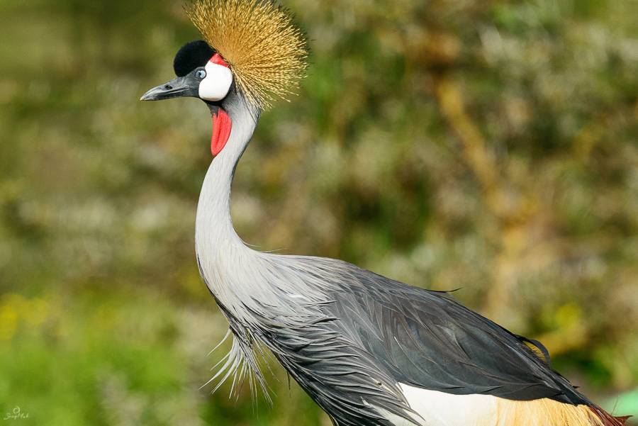 Crowned crane