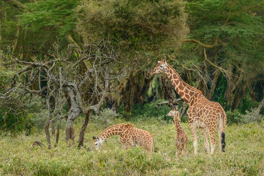 Giraffes in the forest