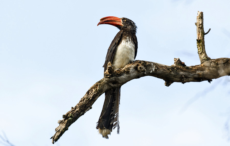 Hornbill