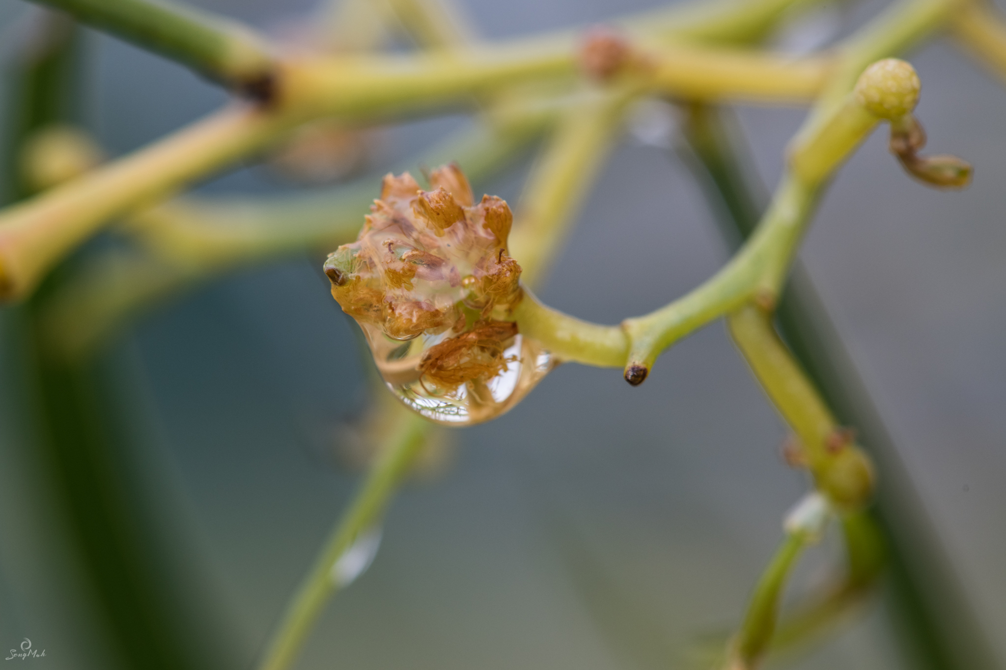 Droplet foliage