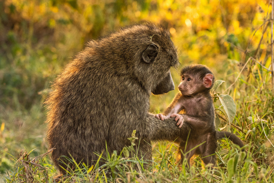 Baboon mother and child