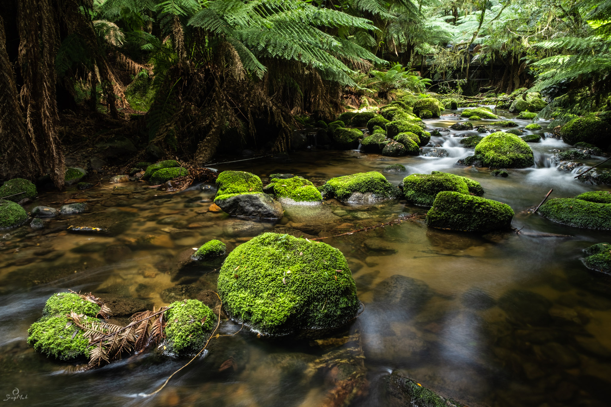 Tasmanian rainforest