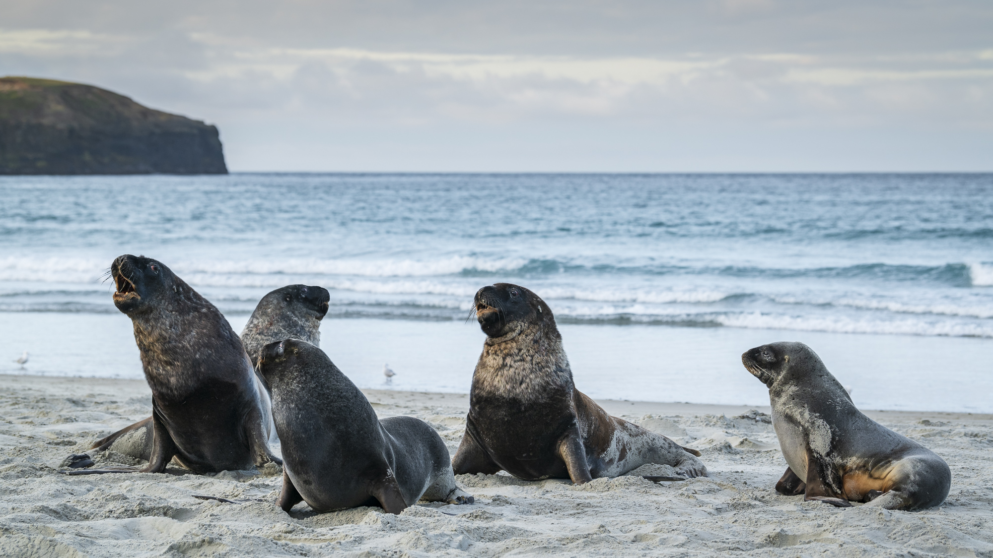 New Zealand sea lions