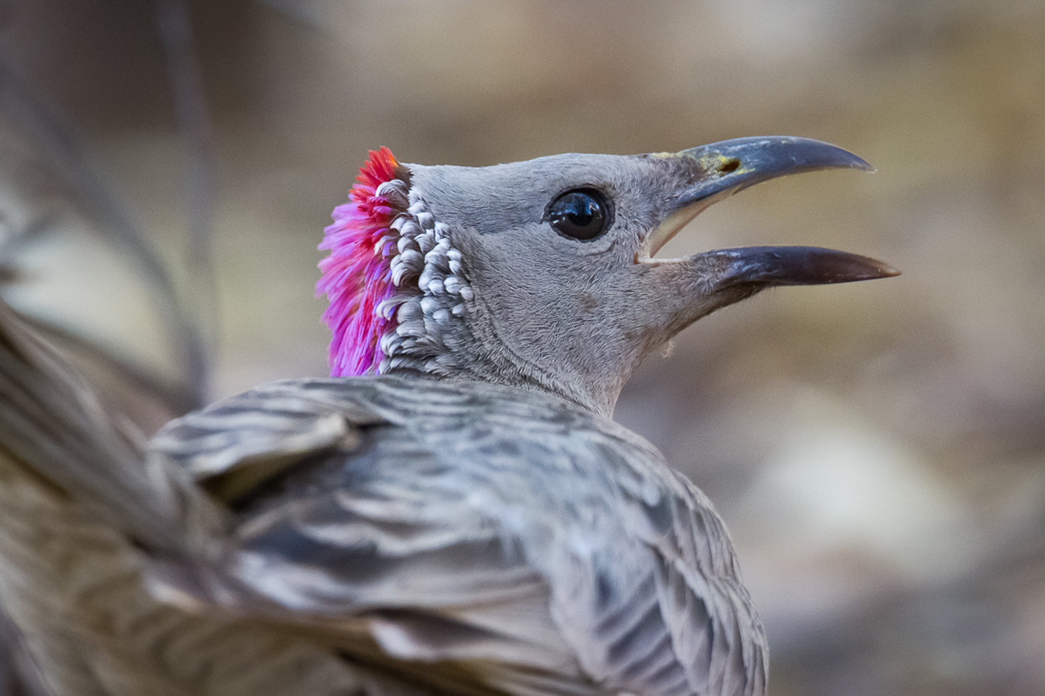 Kimberley birdlife