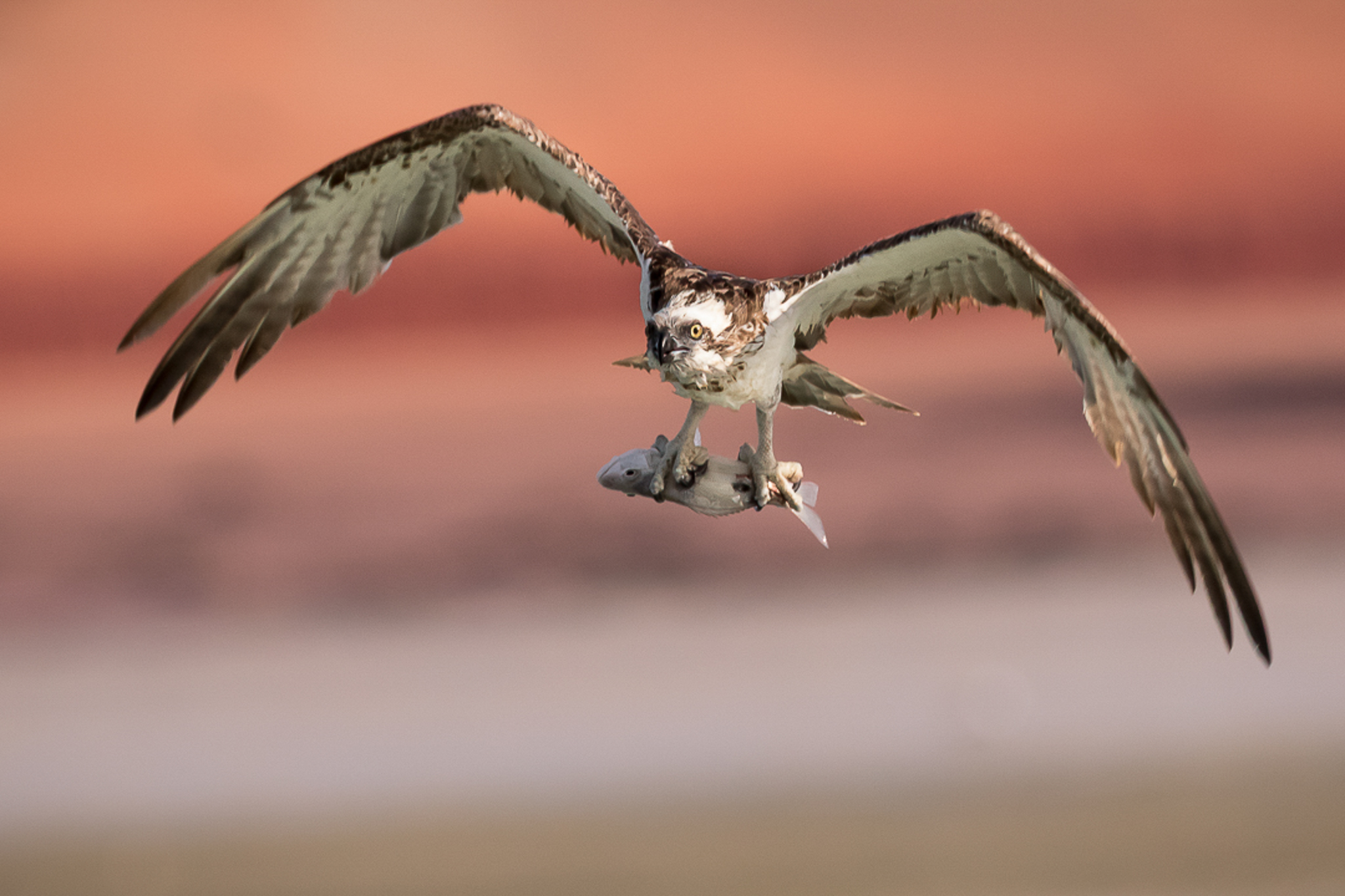 Raptor with fish