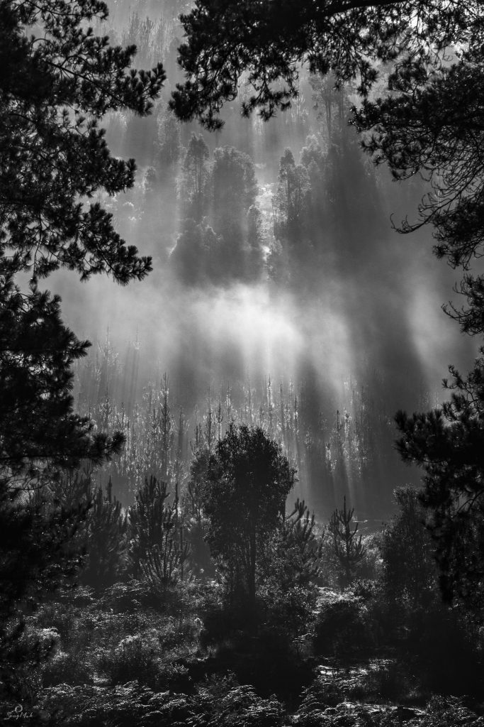 A dramatic black and white image of mist and light through the pine forests in Dwellingup.
