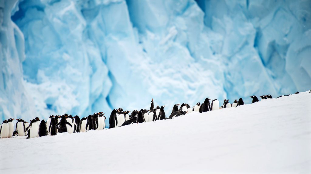 March of penguins