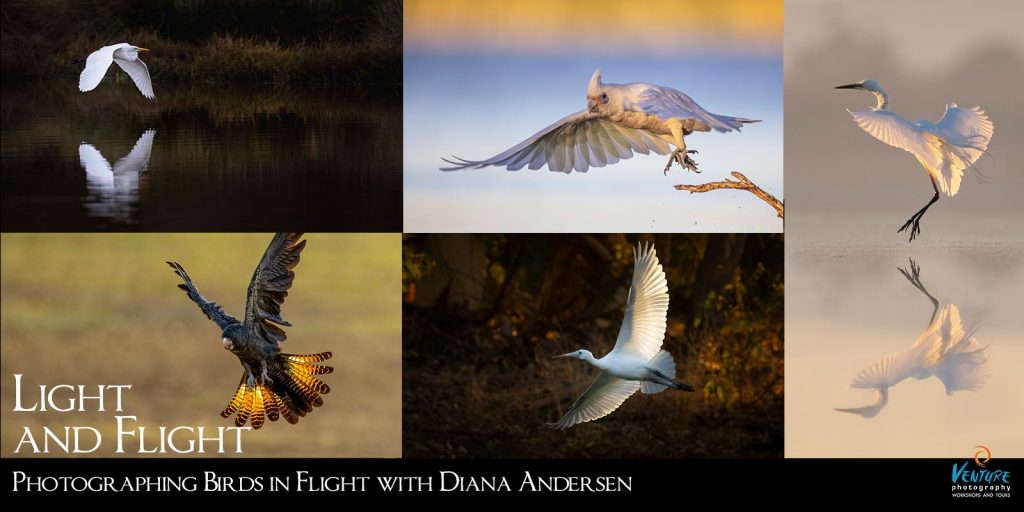 Light and Flight - Photographing Birds in Flight poster