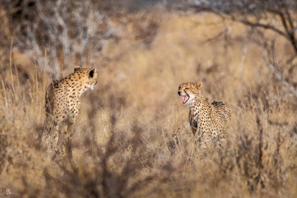 Cheetahs in the savannah