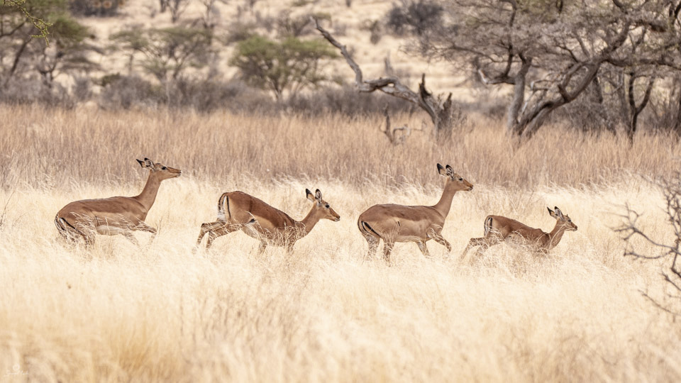 Gazelles running through grass