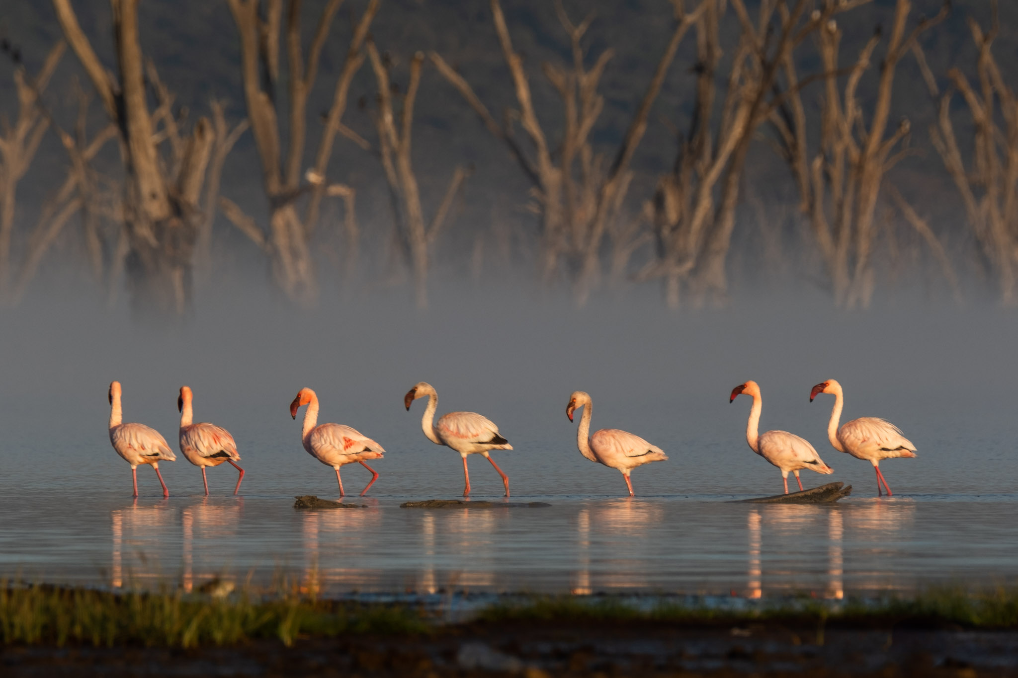 Lake Nakuru Flamingoes