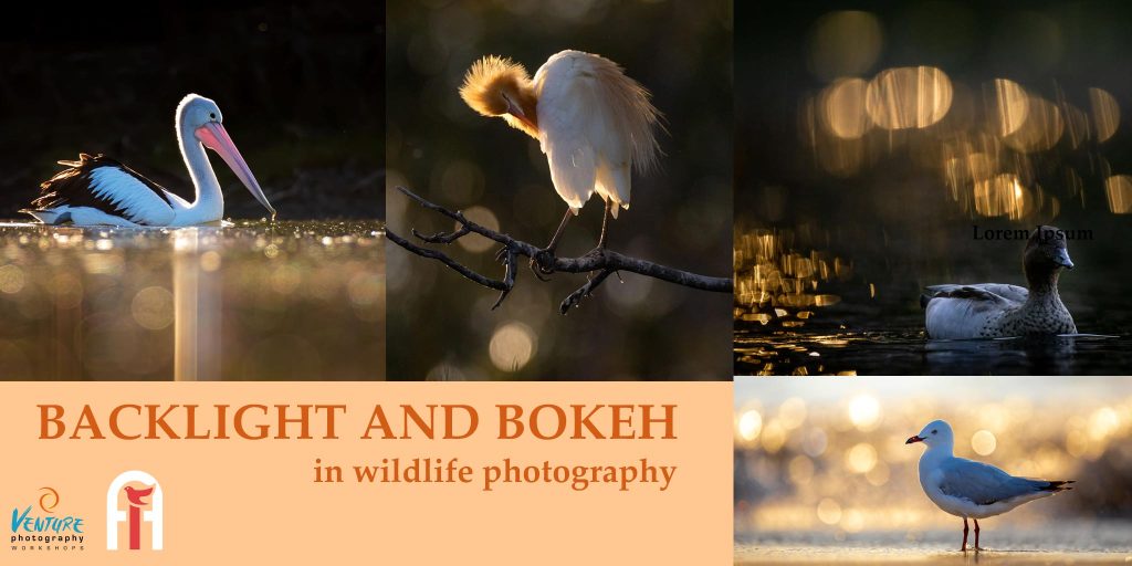 Backlight and Bokeh in Wildlife Photography Poster - featuring backlit images of wetland birds by Diana Andersen.