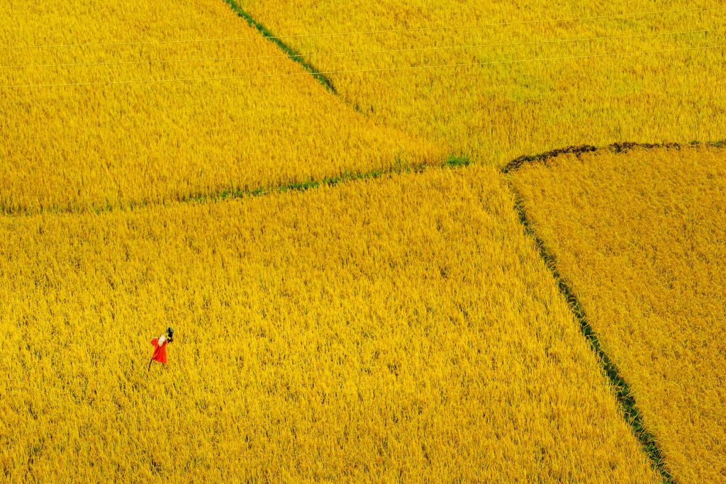 Golden rice fields